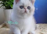Dana - Exotic Cat For Sale - Pembroke Pines&comma; FL&comma; US