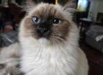 Izzy - Ragdoll Cat For Sale - Logansport&comma; IN&comma; US