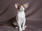 Timofei - Oriental Cat For Sale - Pembroke Pines&comma; FL&comma; US