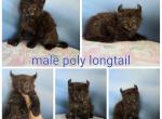 Chocolate highlander - Highlander Cat For Sale - Frenchtown&comma; MI&comma; US