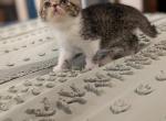Jass - Exotic Cat For Sale - Talco&comma; TX&comma; US