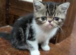 Jake - Exotic Cat For Sale - Talco&comma; TX&comma; US