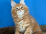 Kevin - Maine Coon Cat For Sale - Miami&comma; FL&comma; US
