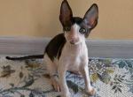 Rio - Cornish Rex Cat For Sale - Miami&comma; FL&comma; US