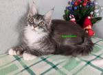 Silver mackerel with white poly boy - Maine Coon Cat For Sale - Fort Worth&comma; TX&comma; US