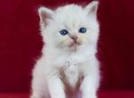 Thea - Ragdoll Cat For Sale - Brooklyn&comma; NY&comma; US