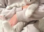 Marshmallow - Ragdoll Cat For Sale - Hutchinson&comma; MN&comma; US