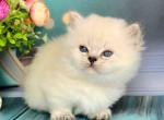 Rufus blue eyed fluffy angel munchkin standard - Munchkin Cat For Sale - TX&comma; US