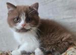 Latte - British Shorthair Cat For Sale - Jacksonville&comma; FL&comma; US