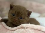 Willy - British Shorthair Cat For Sale - Jacksonville&comma; FL&comma; US