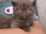 Leche - British Shorthair Cat For Sale - Jacksonville&comma; FL&comma; US