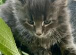 Jery - Maine Coon Cat For Sale - Wilmington&comma; DE&comma; US