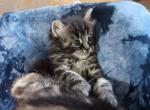 Polydactyl Maine Coonish Baroness Fluffybritches - Polydactyl Cat For Sale - WI&comma; US