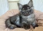 ULYAN IZ TVERSKOGO KNYAZHESTVA - Siberian Cat For Sale - NY&comma; US