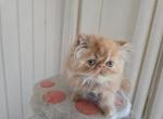 Baby Red - Persian Cat For Sale - Satellite Beach&comma; FL&comma; US