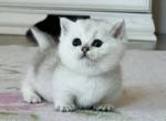Pups teacup silver Munchkin Standard Short Legs - Munchkin Cat For Sale - TX&comma; US