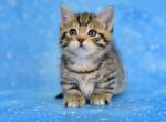 Martin tiny tabby boy short legs standard munchkin - Munchkin Cat For Sale - TX&comma; US