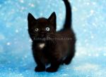 Luna tiny black girl short legs standard munchkin - Munchkin Cat For Sale - TX&comma; US