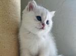 Tofu - Scottish Straight Cat For Sale - Henderson&comma; NV&comma; US