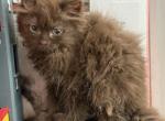Brown kittens - Ragdoll Cat For Adoption - Auburn&comma; WA&comma; US