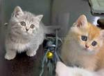 Regina tiny gray teacup blue tabby munchkin - Munchkin Cat For Sale - TX&comma; US