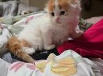 Sugar Scottish Males - Scottish Fold Cat For Sale - Denver&comma; CO&comma; US