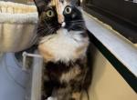Shadow - Siberian Cat For Sale - New York&comma; NY&comma; US