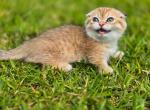 HTX Amaretto teacup golden Scottish kilt munchkin - Munchkin Cat For Sale - TX&comma; US