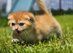 HTX mini Amadeus golden ScottishKilt munchkin fold - Munchkin Cat For Sale - TX&comma; US