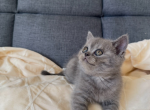 Luna - Scottish Straight Cat For Sale - Howard Lake&comma; MN&comma; US