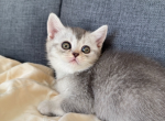 Mira - Scottish Straight Cat For Sale - Howard Lake&comma; MN&comma; US
