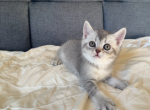 Nova - Scottish Straight Cat For Sale - Howard Lake&comma; MN&comma; US