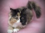 Calico Persian SOLD TO SHAYE - Persian Cat For Sale - Lake Station&comma; IN&comma; US