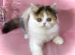 Persian calico - Persian Cat For Sale - Lake Station&comma; IN&comma; US