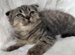 Leo - Scottish Fold Cat For Sale - Old Bridge&comma; NJ&comma; US