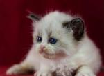 Teddy - Ragdoll Cat For Sale - Brooklyn&comma; NY&comma; US
