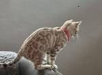 Nakia - Bengal Cat For Sale - Oklahoma City&comma; OK&comma; US