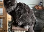 Collari Star Rif Of Ferra Dell - Maine Coon Cat For Sale/Service - Cameron&comma; MO&comma; US