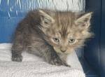 Emmie Quinn Male - Maine Coon Cat For Sale - Cameron&comma; MO&comma; US