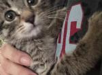 Maksim and Mila - Maine Coon Cat For Sale - Waterford&comma; WI&comma; US