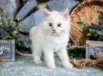 Bibs - Ragdoll Cat For Adoption - Ronks&comma; PA&comma; US