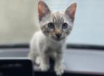 Bengalmese boy - Siamese Cat For Sale - Whitehall&comma; PA&comma; US