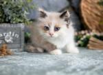 Bonnets - Ragdoll Cat For Sale - Ronks&comma; PA&comma; US