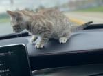 bengalmese - Bengal Cat For Sale - Whitehall&comma; PA&comma; US