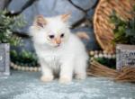 Booties - Ragdoll Cat For Sale - Ronks&comma; PA&comma; US