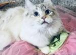 Charlotte - Ragdoll Cat For Sale/Retired Breeding - Saint Clair&comma; MI&comma; US