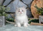 Silkie - Ragdoll Cat For Sale - Ronks&comma; PA&comma; US