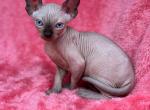 Mario - Sphynx Cat For Sale - Brooklyn&comma; NY&comma; US