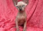 Moris - Sphynx Cat For Sale - Brooklyn&comma; NY&comma; US