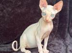 Latte - Sphynx Cat For Sale - Brooklyn&comma; NY&comma; US